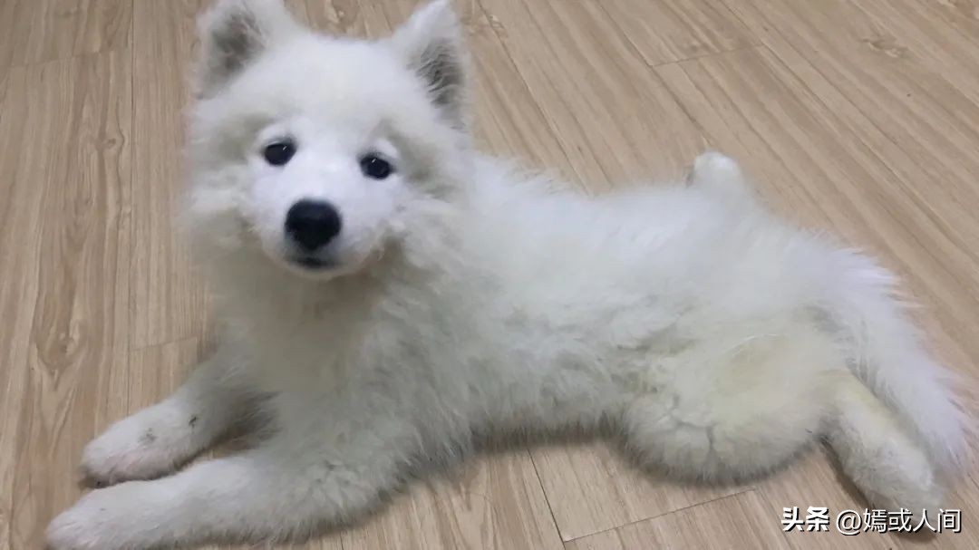 狗生不长愿你幸福的文案,狗狗一生很短只愿对一个人好