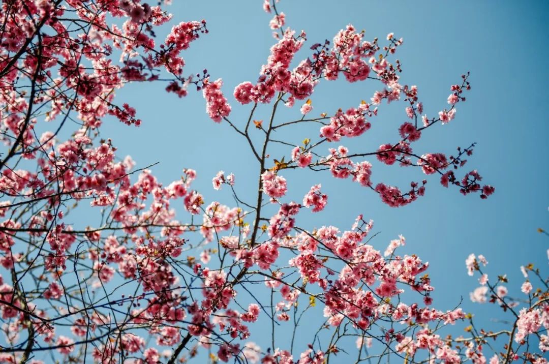济南周边春天赏花全攻略,济南春日赏花攻略已送达