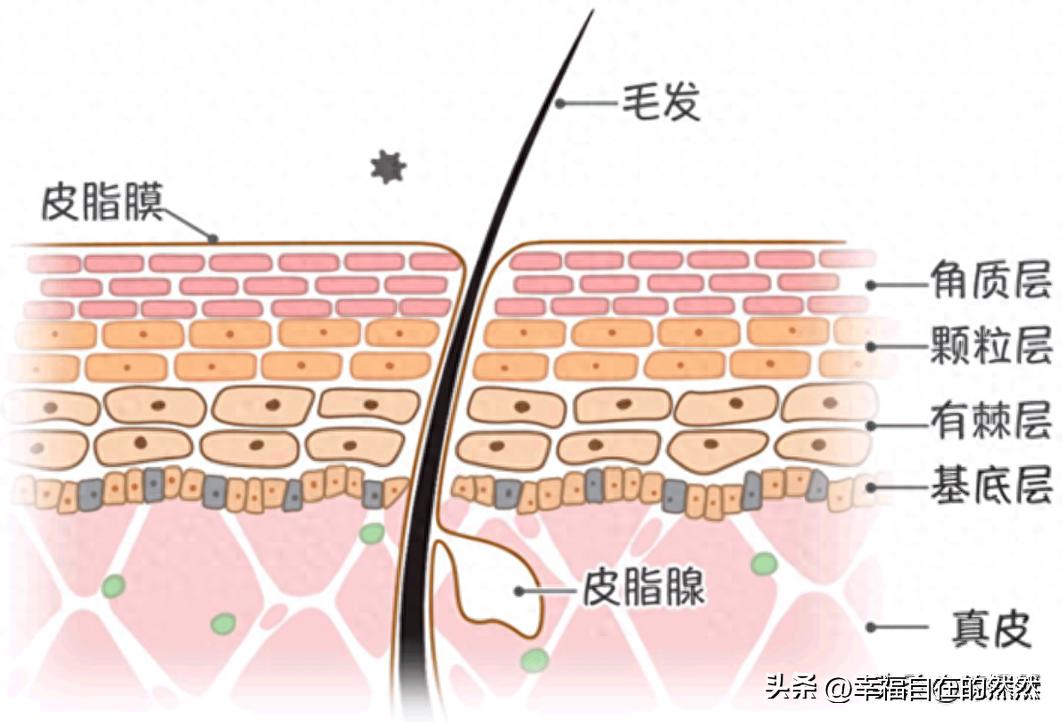 羽绒被太阳晒能杀菌吗,羽绒被洗后晒干有黄渍