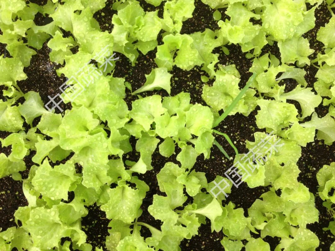 生菜香菜种子怎么种,生菜小葱小白菜香菜都怎么种植