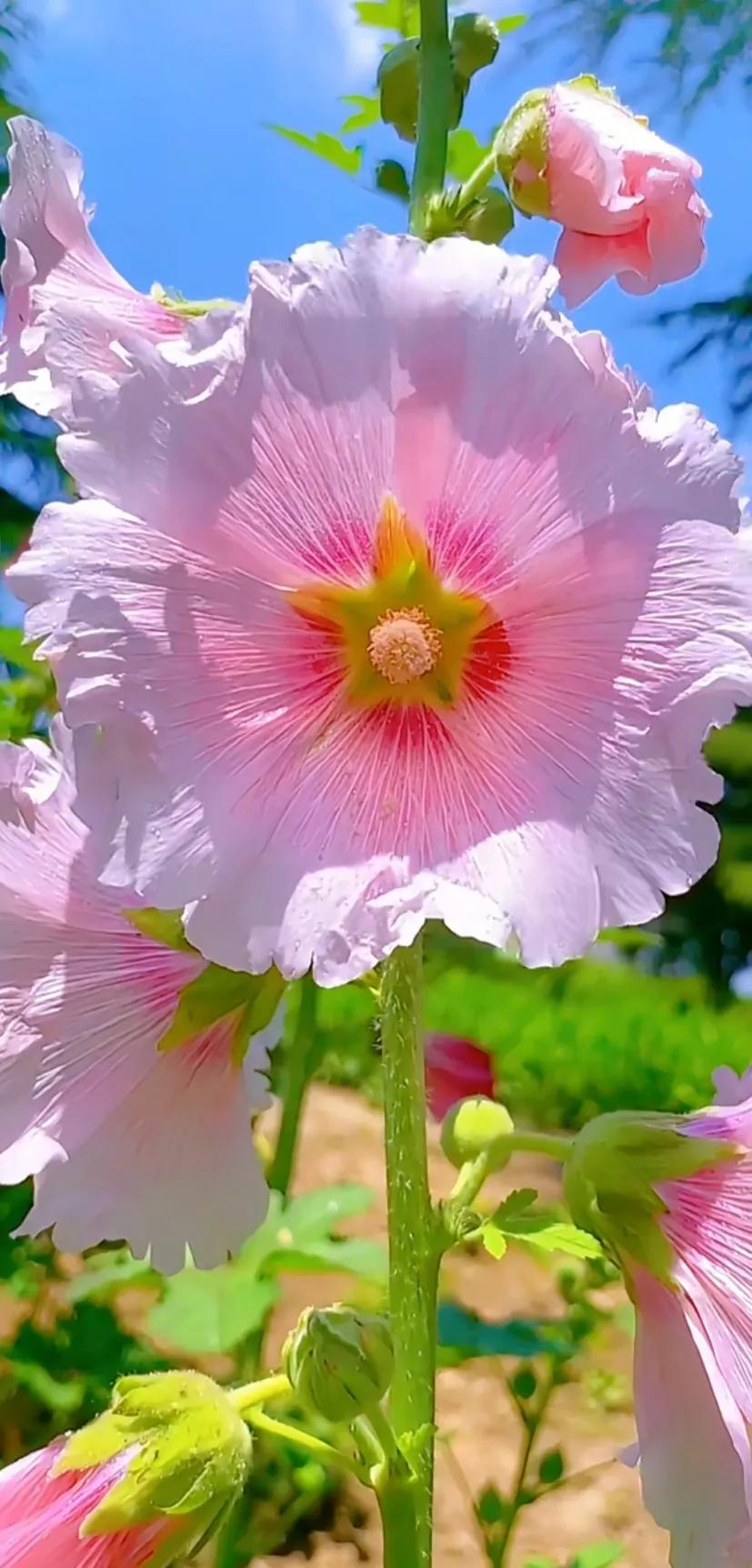 蜀葵花唯美大图片,世上最美的蜀葵花图片图文