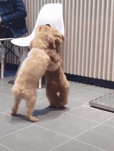 泰迪犬该如何训练视频讲解,泰迪犬怎么训练十大基础动作