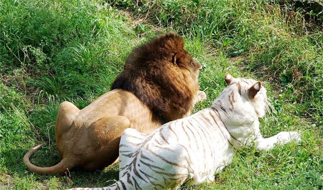 日本人动物胚胎实验长啥样,日本人动物胚胎实验