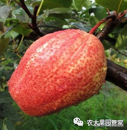 优质果树苗木品种介绍,最好的新品种苹果苗木