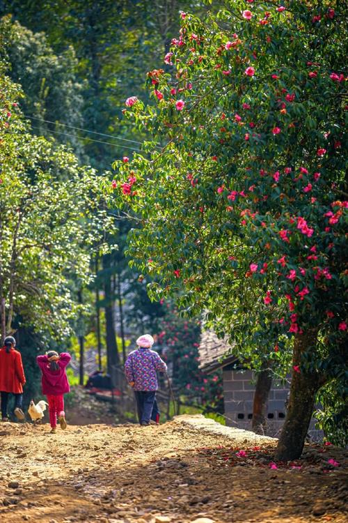 一月山茶花哪个地区最美,赏花山茶花