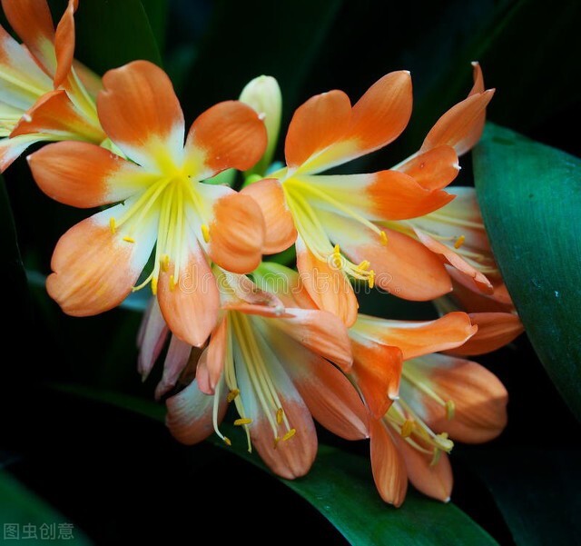 每天认识一种君子兰,君子兰彩兰植料