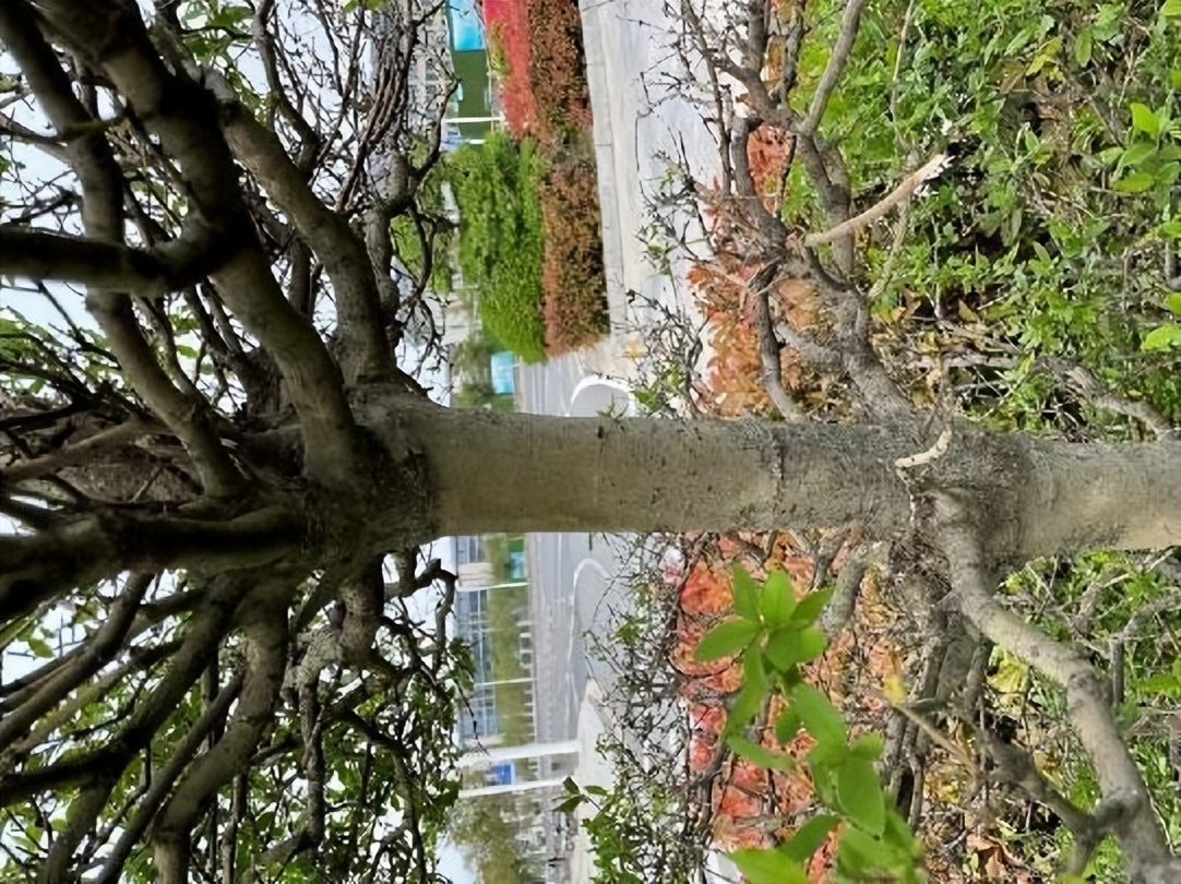 12月份园林绿化养护工作重点,元月份园林养护重点工作