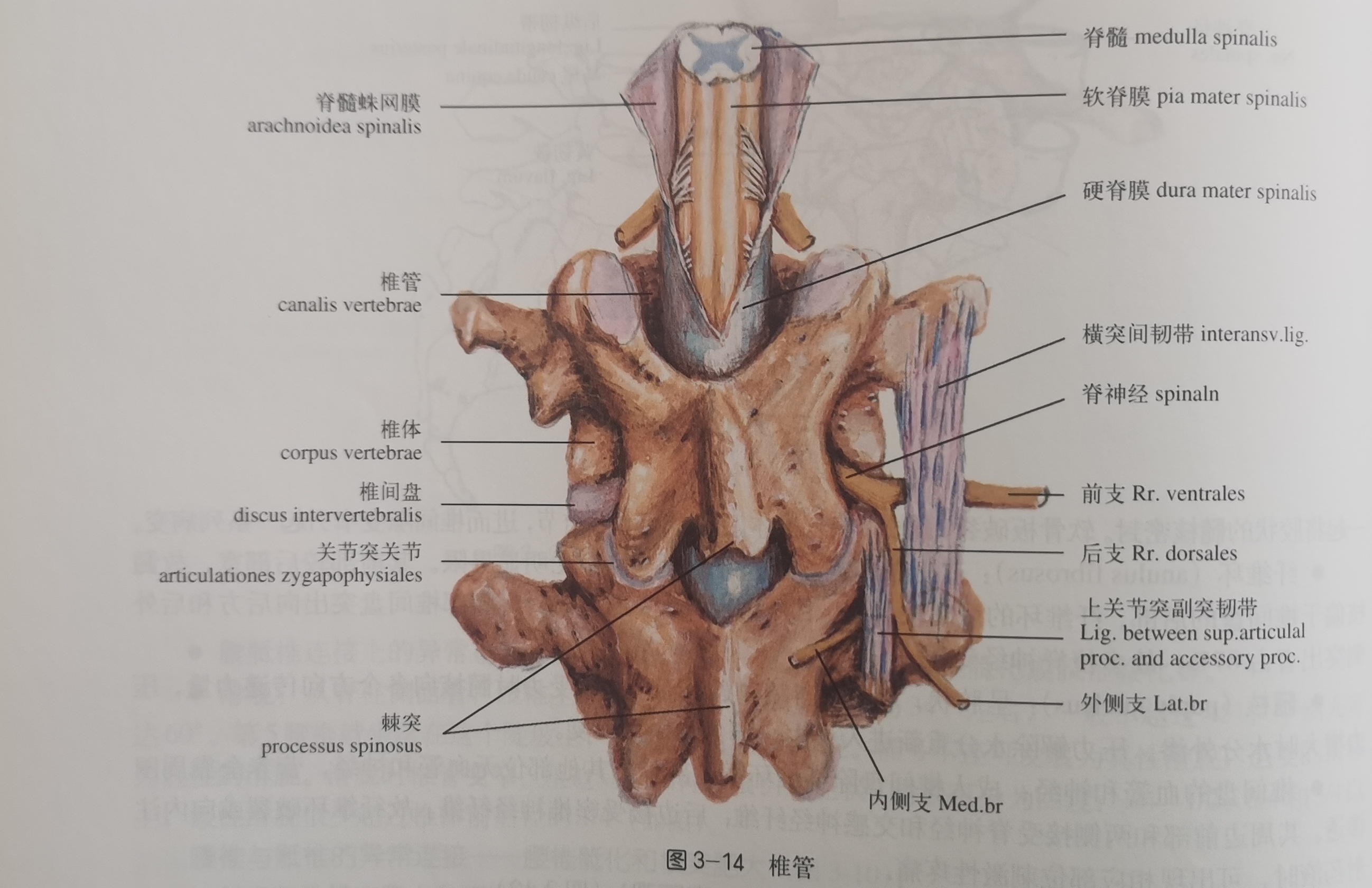 脊柱灵活性运动,有助于脊柱活动的运动