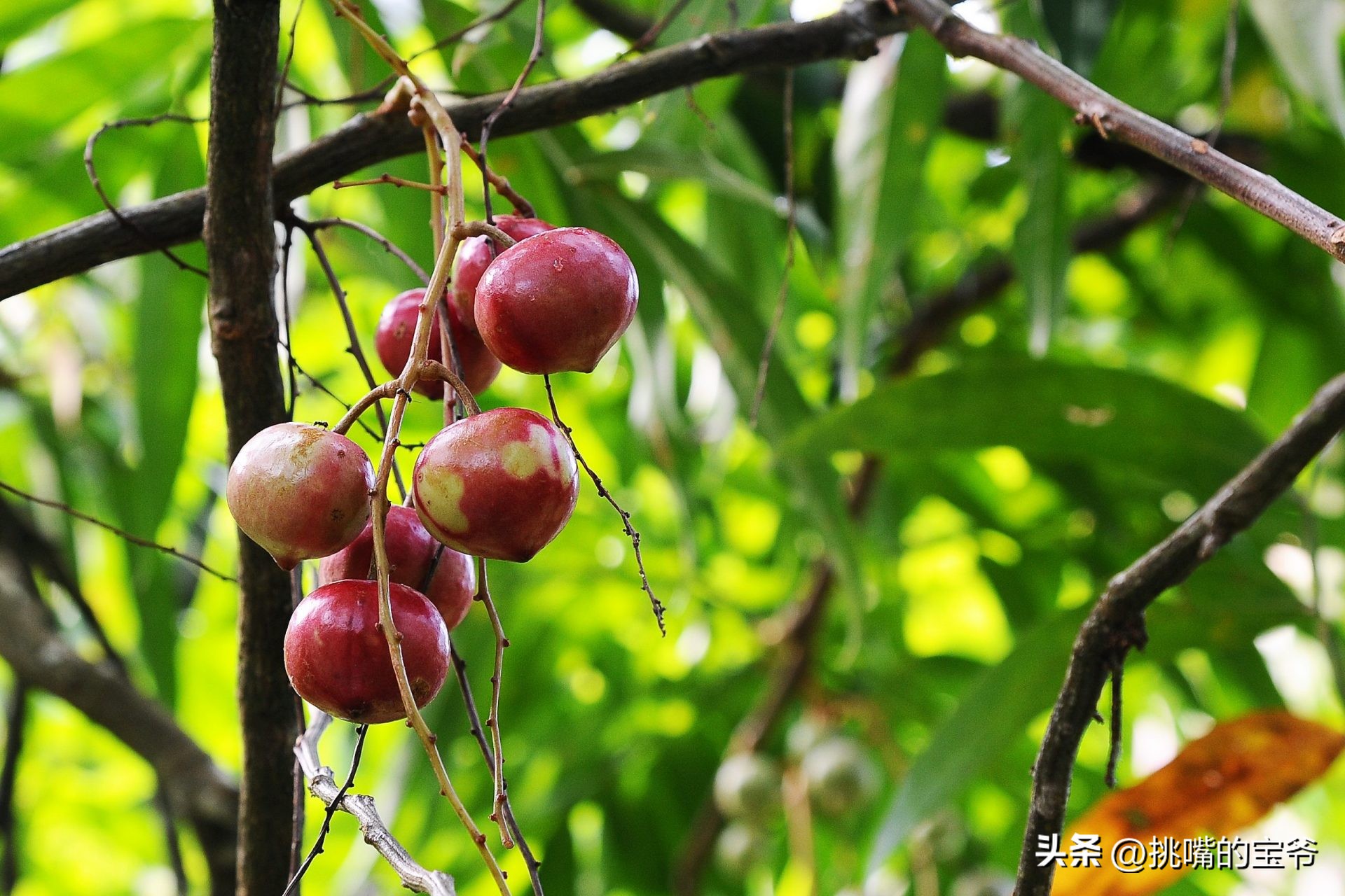 马来西亚特别推荐的水果,华人在马来西亚所占的比例