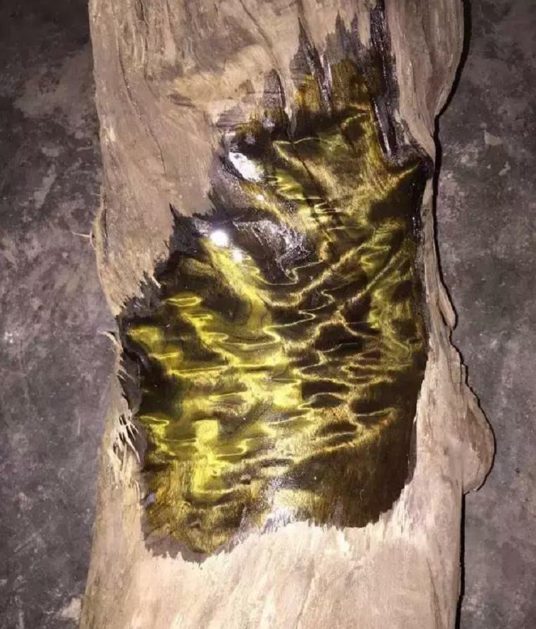 一棵金丝楠木价值多少,一棵金丝楠树可以卖多少钱