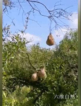 南攀雀鸟巢被蛇成功入侵,蛇袭击大型动物