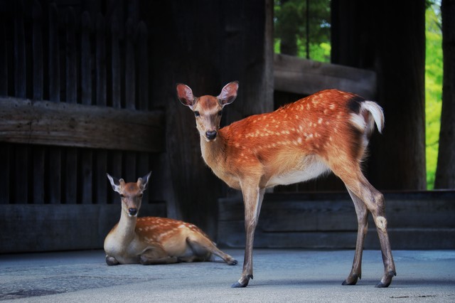 小学英语单词打卡跟读,小学英语单词每日打卡