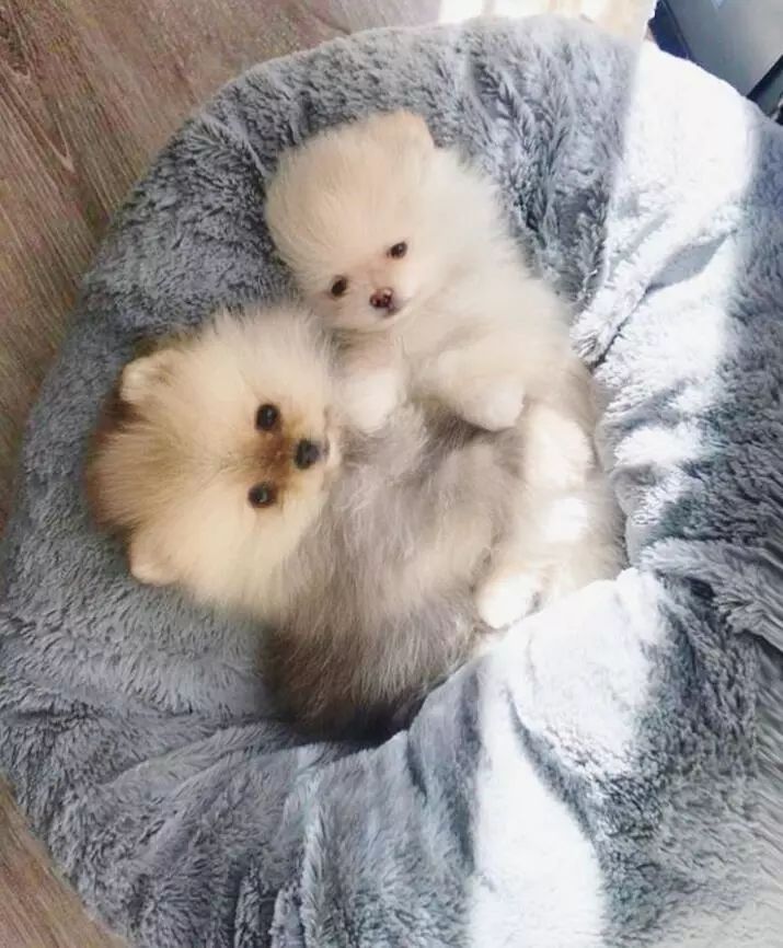 博美咬人怎么彻底纠正,博美要咬人怎么纠正