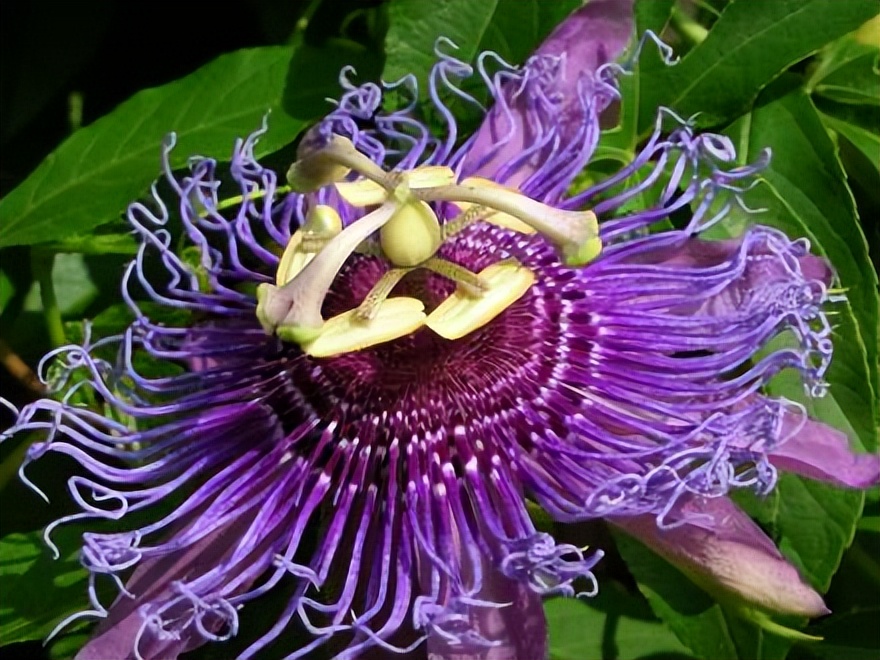 进口西番莲汁清关,西番莲进口