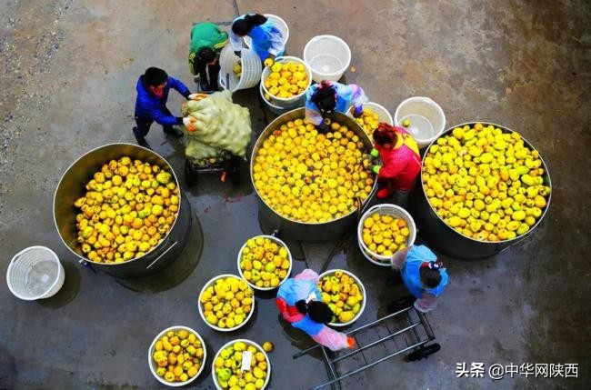 一百多年的木瓜树用什么喂养更好,木瓜栽培史