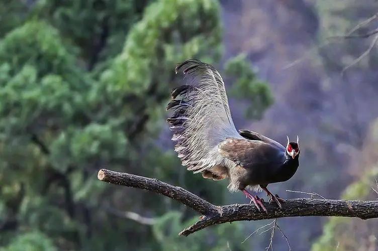 陕西农村出现巨型怪鸟,巨型鸡长500斤