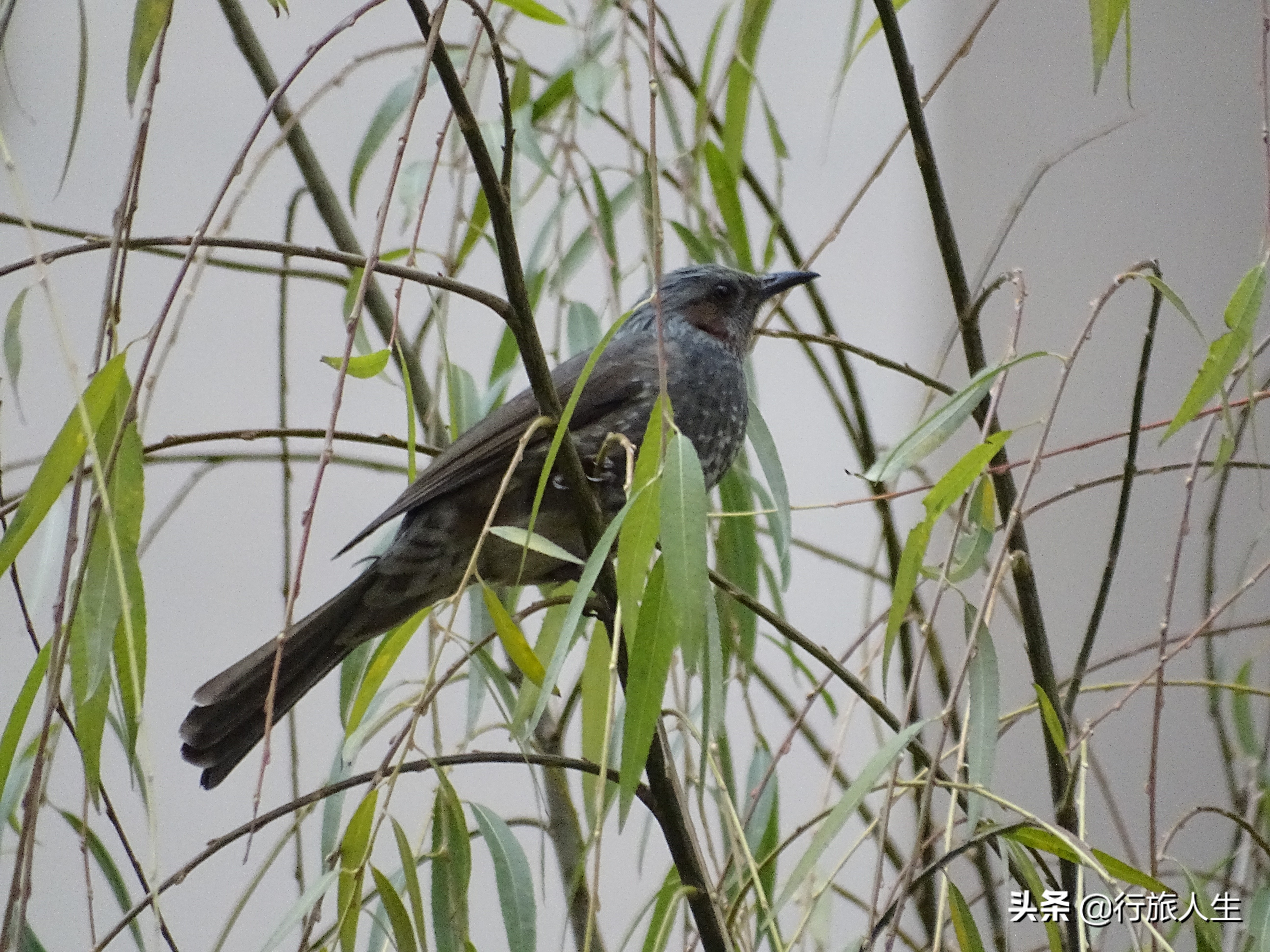 冬日的鸟儿文案,冬日鸟儿在树上图片
