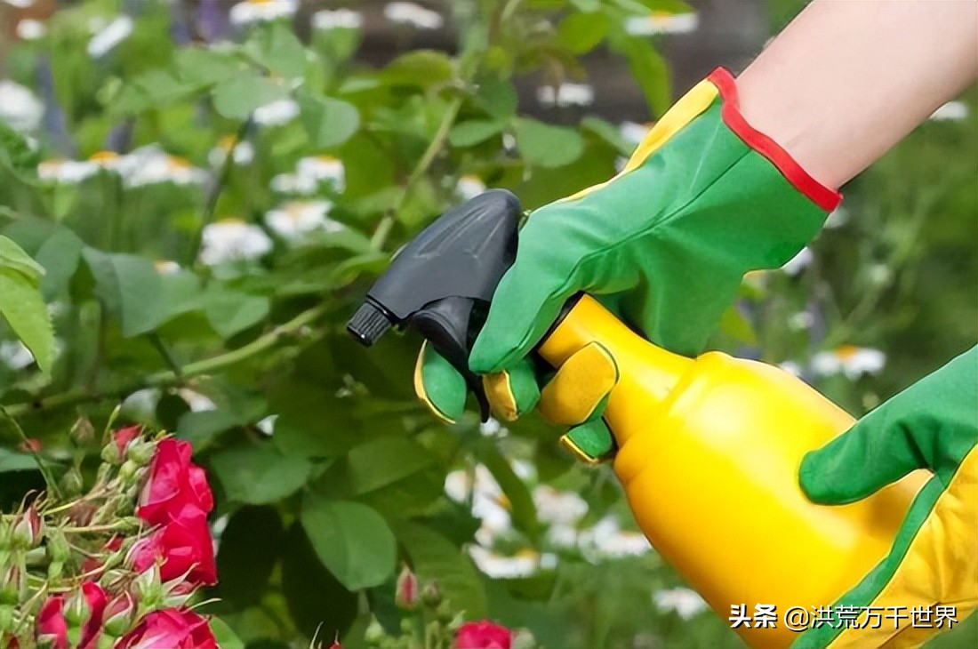 花有小黑虫怎么消灭最彻底,花上的小白虫怎么治小妙招