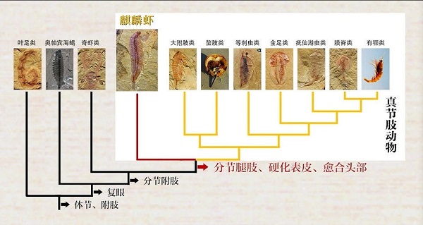5亿多年前的“四不像”麒麟虾,为什么成为了进化论的又一实锤