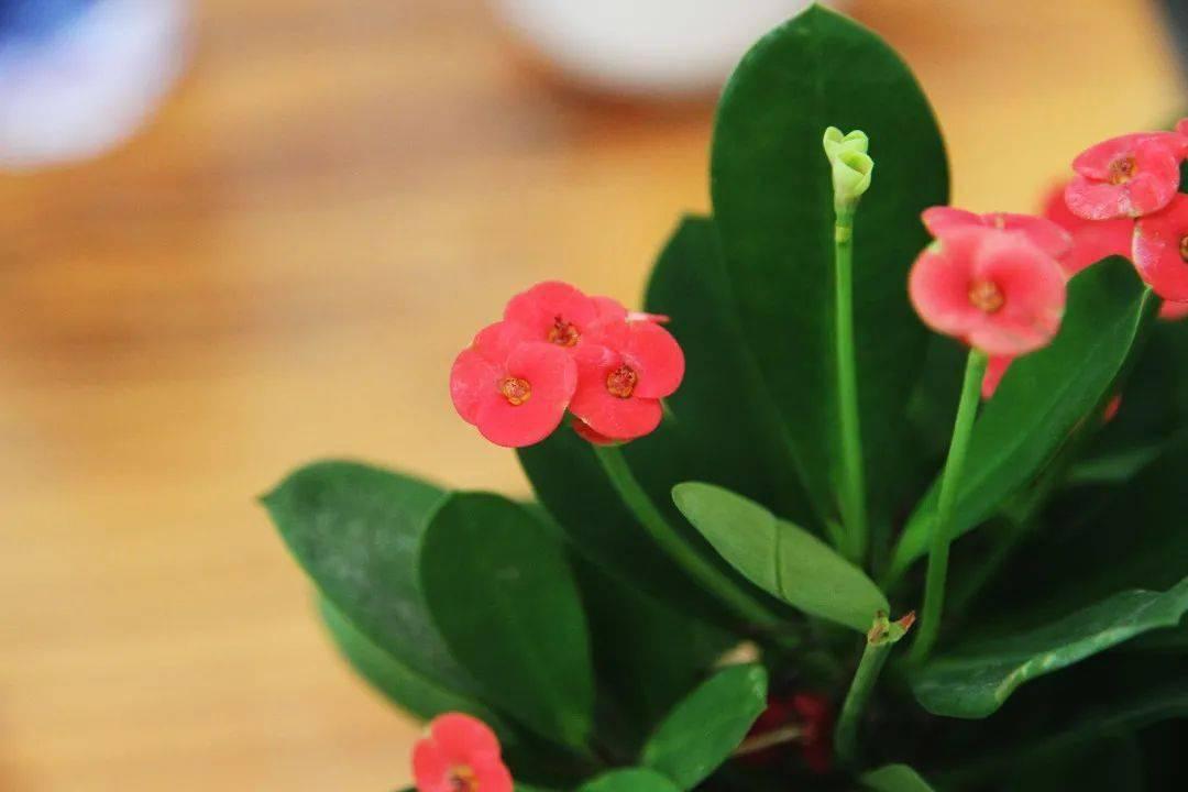 花草三不送,养花三不送