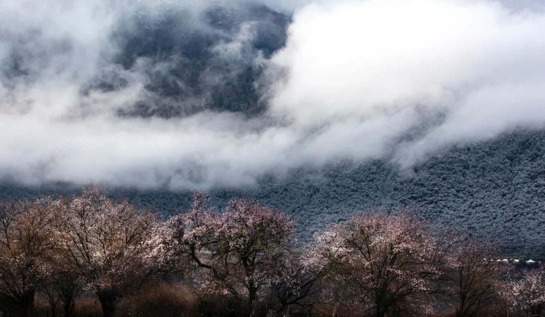 去林芝什么时间去最好,为什么要去西藏林芝看桃花