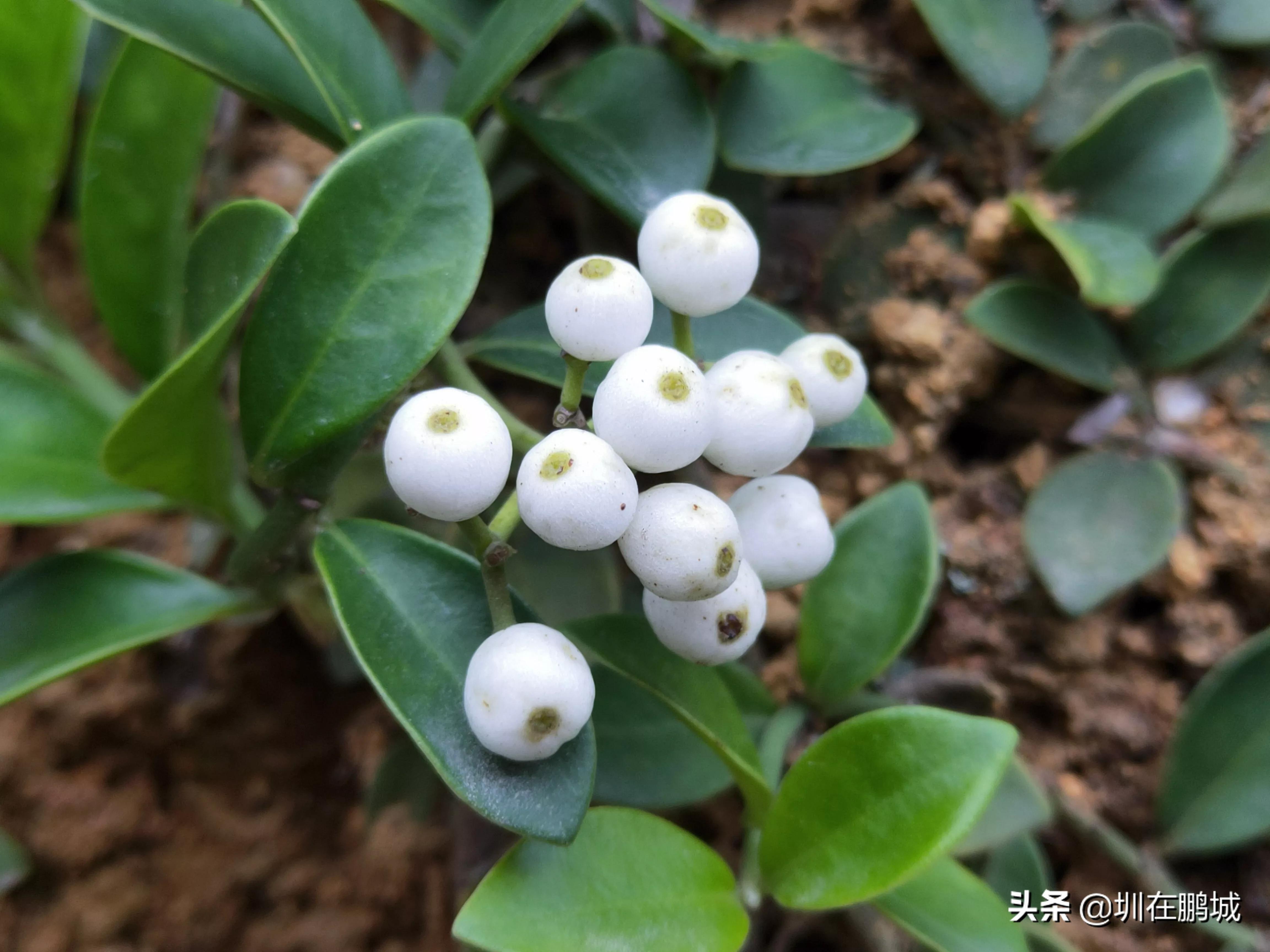 从马峦山穿越梅沙尖有多远,马峦山穿越坪山到大梅沙