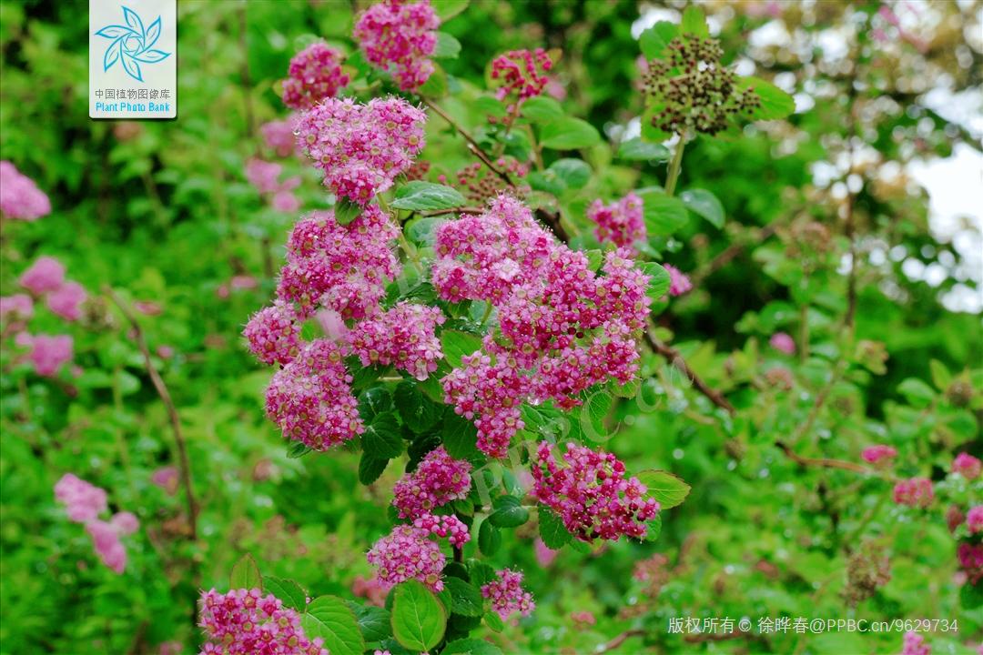 日本绣线菊品种,中华绣线菊与珍珠绣线菊的区别