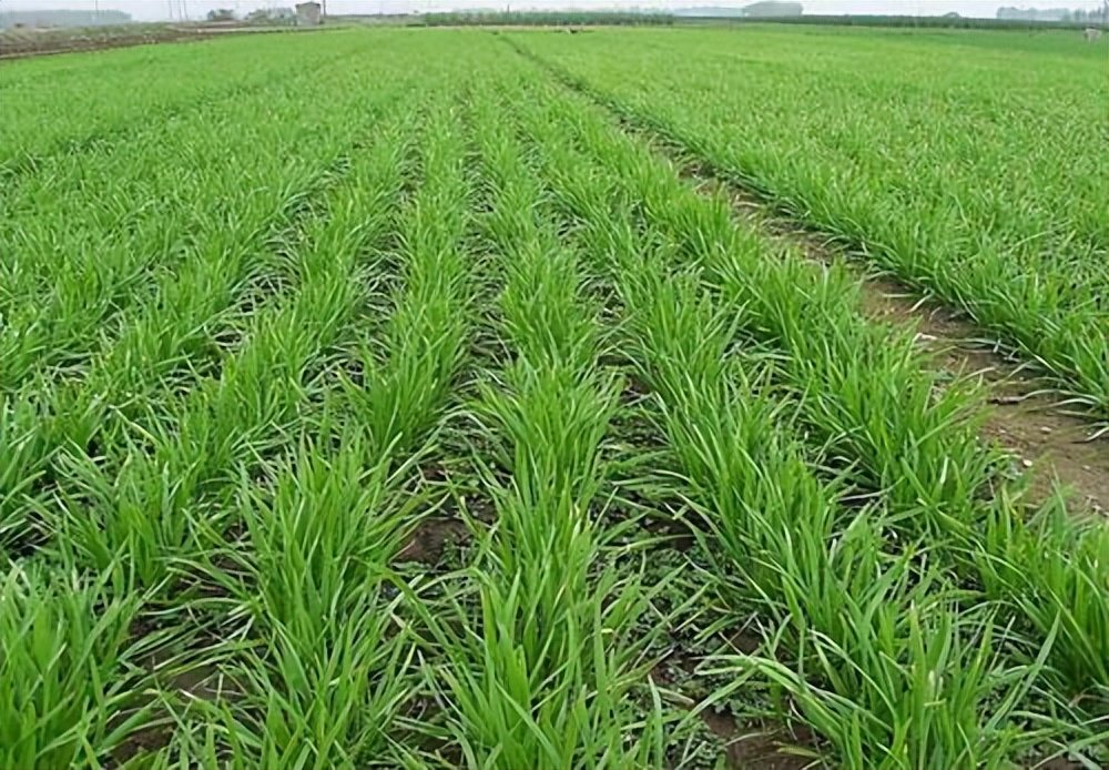 这个季节新种植的韭菜能割吗,韭菜种植多久可以割