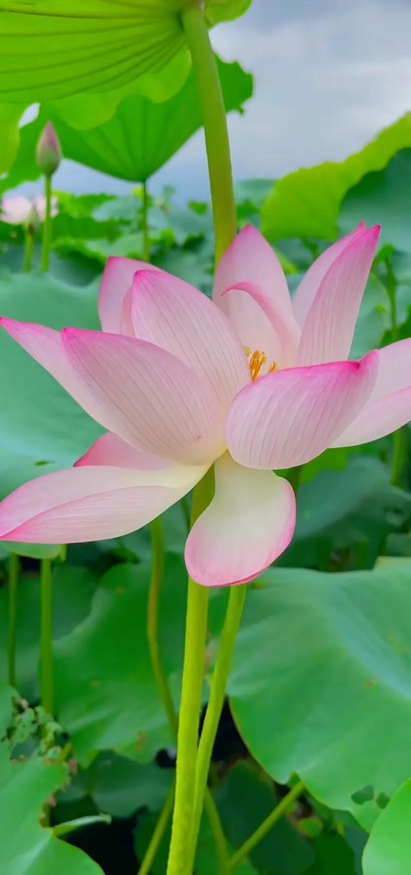 荷出淤泥而不染荷花仙子唯美溶图,夏日荷韵荷花图片