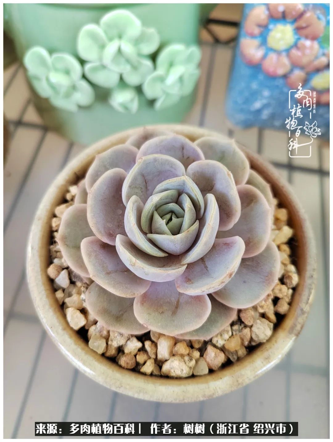 又临寒冬，暖阳下携手肉肉赏姹紫嫣红！