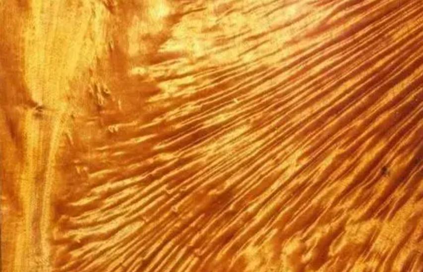 价值100万的金丝楠木为啥没人种植,金丝楠木种植三年价值多少