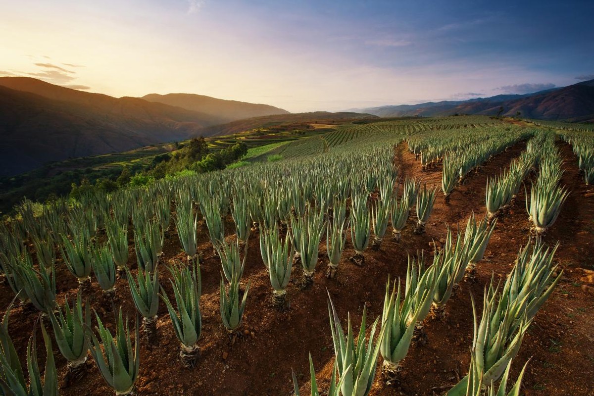 高保湿强功效婴童护肤必选成分——库拉索芦荟叶水