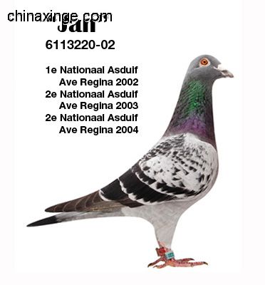 善良比利时莫里斯,比利时速度狂魔