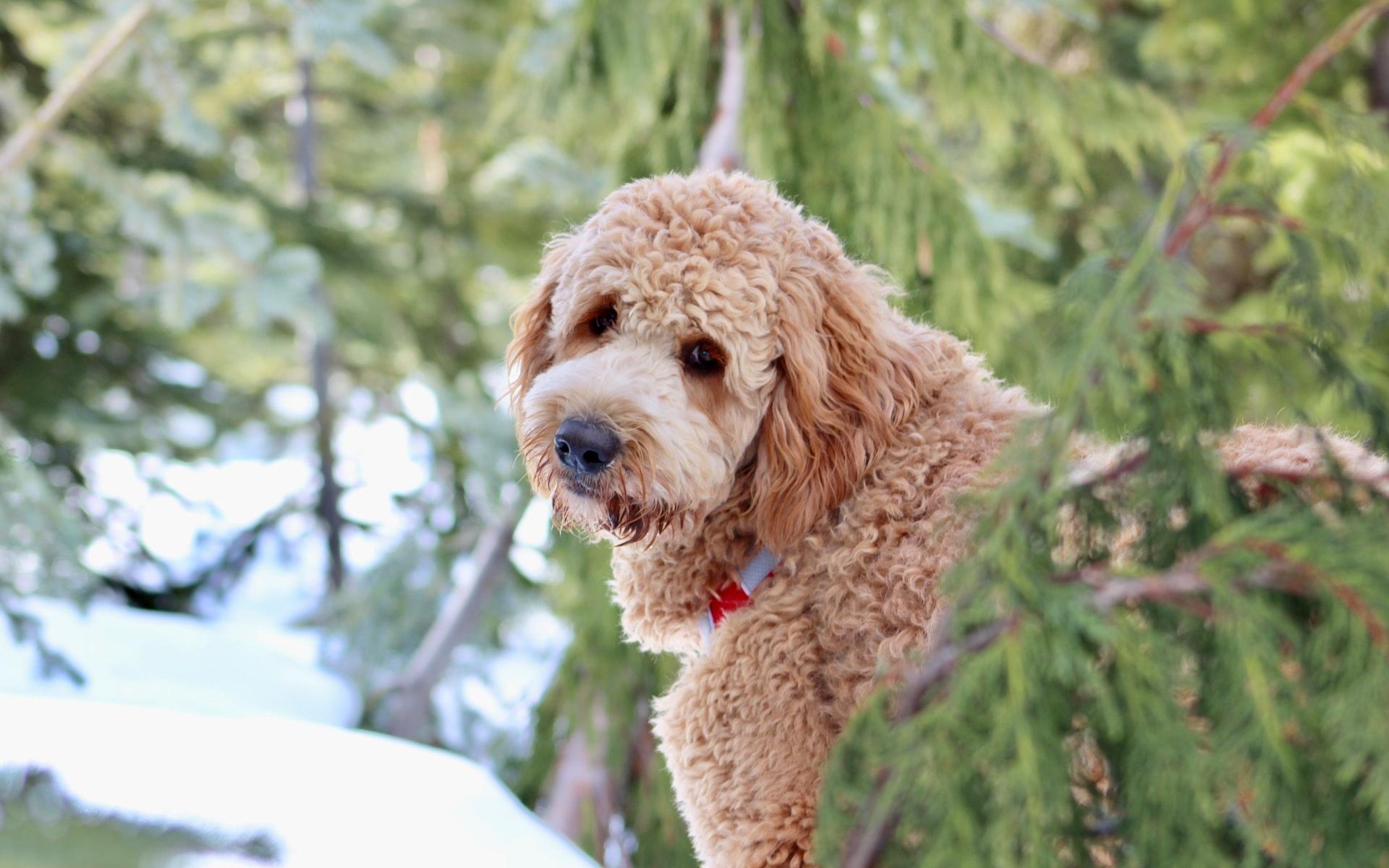 哪种宠物狗长寿又好养,盘点6种长寿狗不妨入手养一只吧