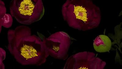 母亲节诗词精选,母亲节古诗词59字