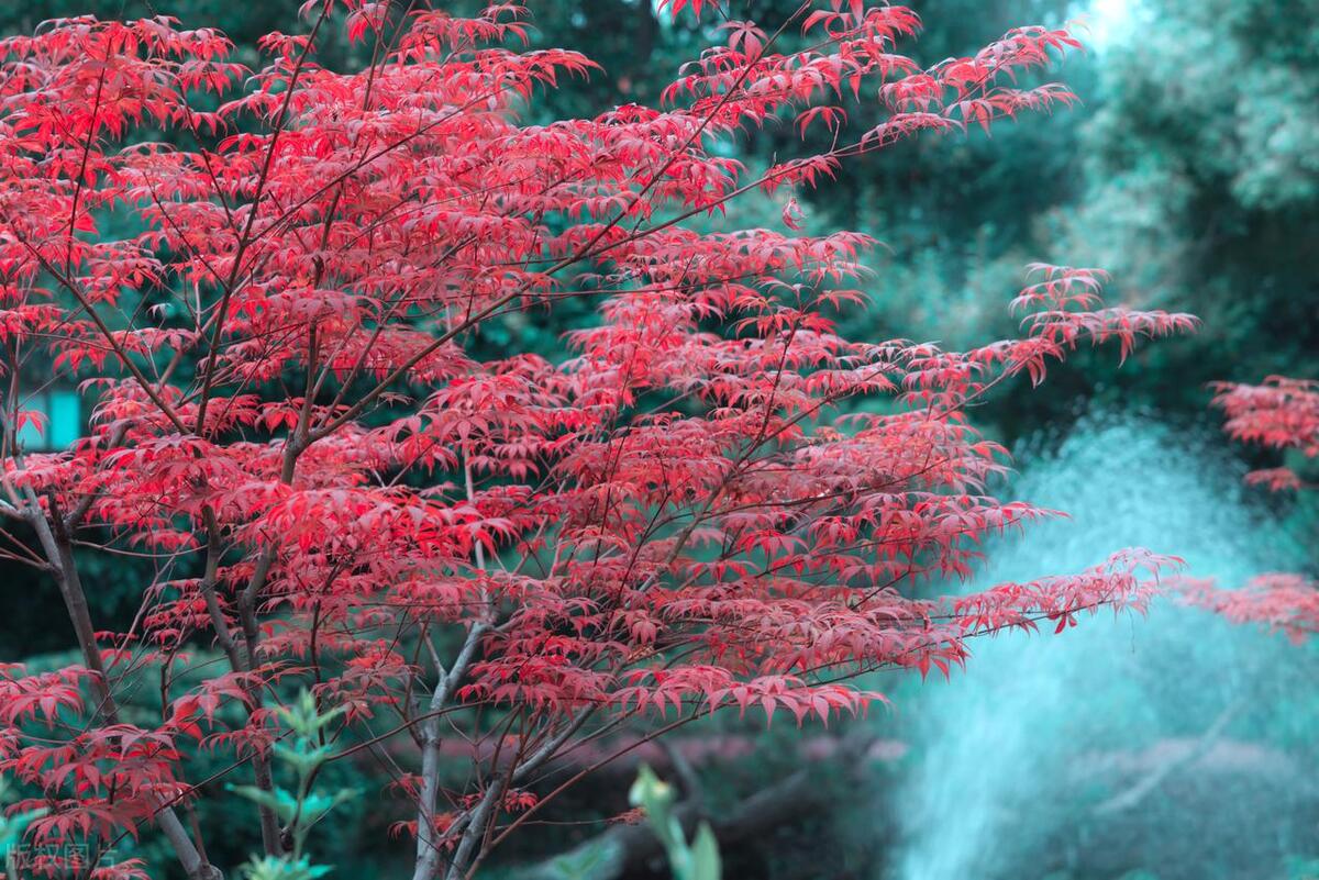 吉祥树开启吉祥年,红红火火多子多福的吉祥树