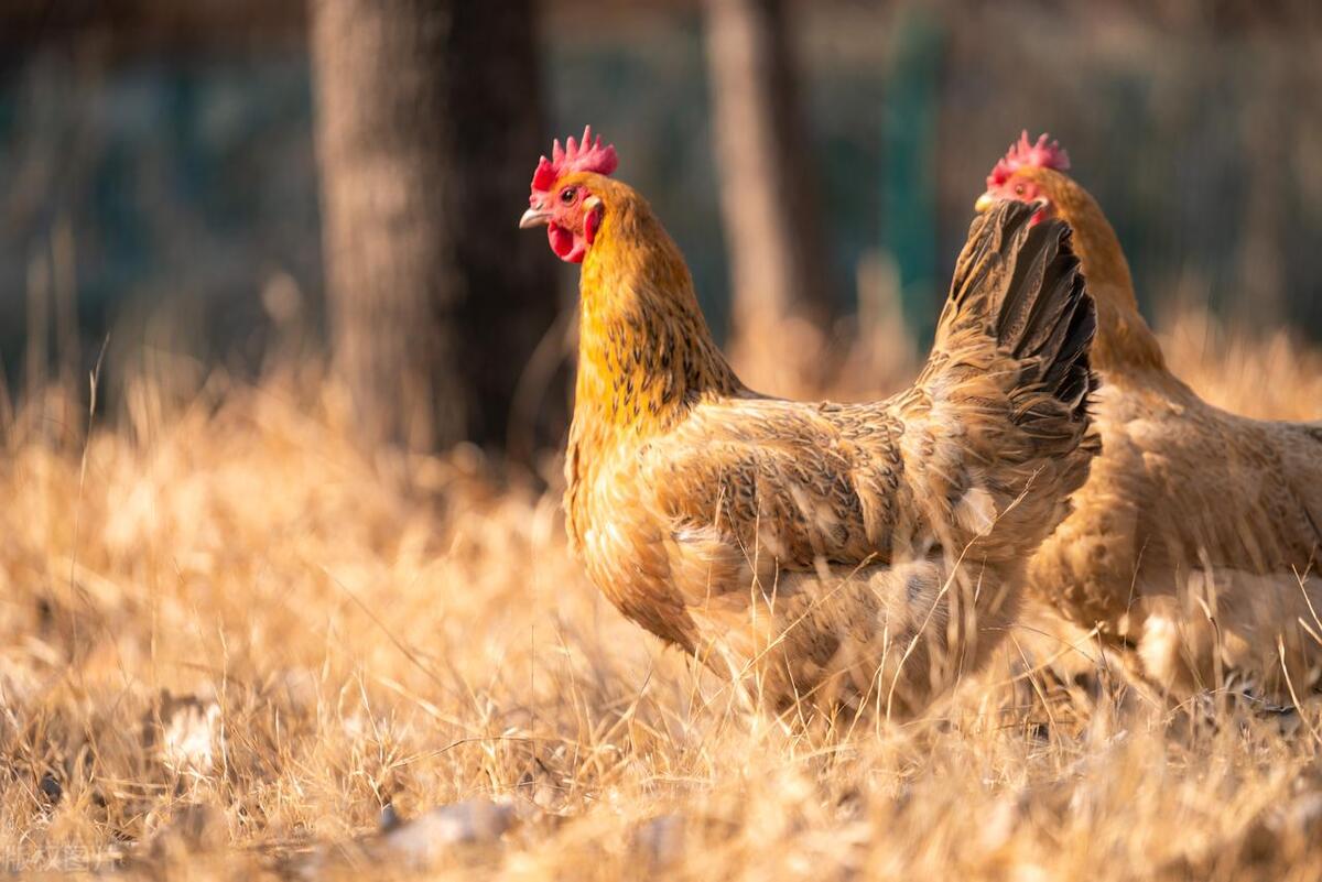 35元一只土鸡利润,200元一只土鸡一年利润有多少