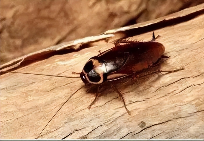 根据蟑螂的生存习惯我们应该如何预防蟑螂