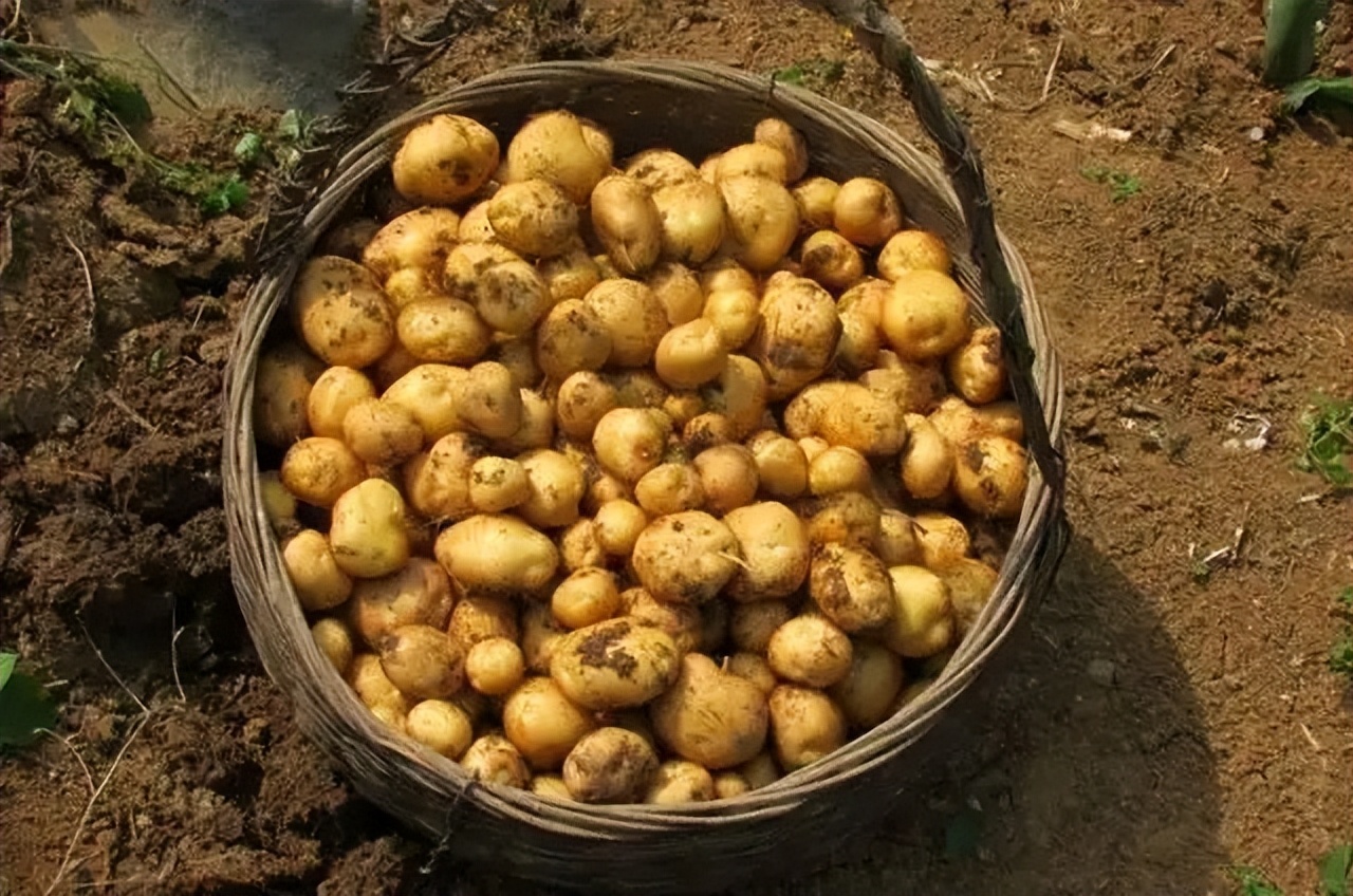 哪里产的土豆最好吃,全国哪的土豆最好