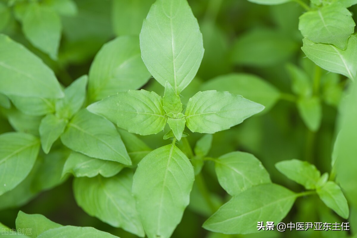 一味中药活血化瘀,一味中药有药效吗