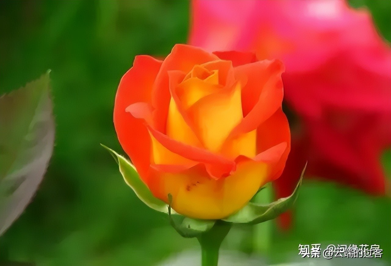 1到99朵玫瑰的含义图片,1到99朵玫瑰花语是什么