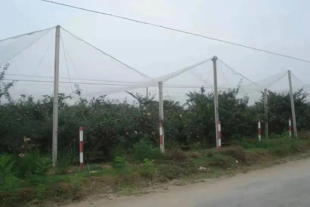 【贯彻全会精神奋力谱写新篇章】向*民报人**告——洛川县槐柏镇