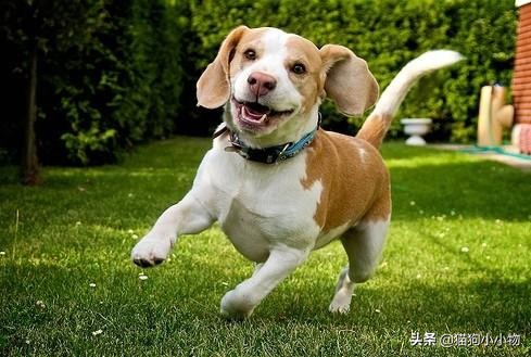 迪士尼比格犬,迪士尼里的比格犬叫什么