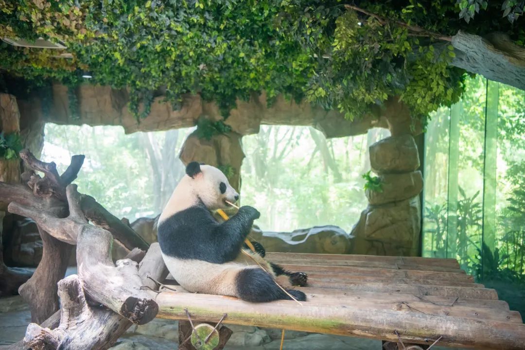 深圳六一儿童节免费活动室内,六一儿童节公园免票