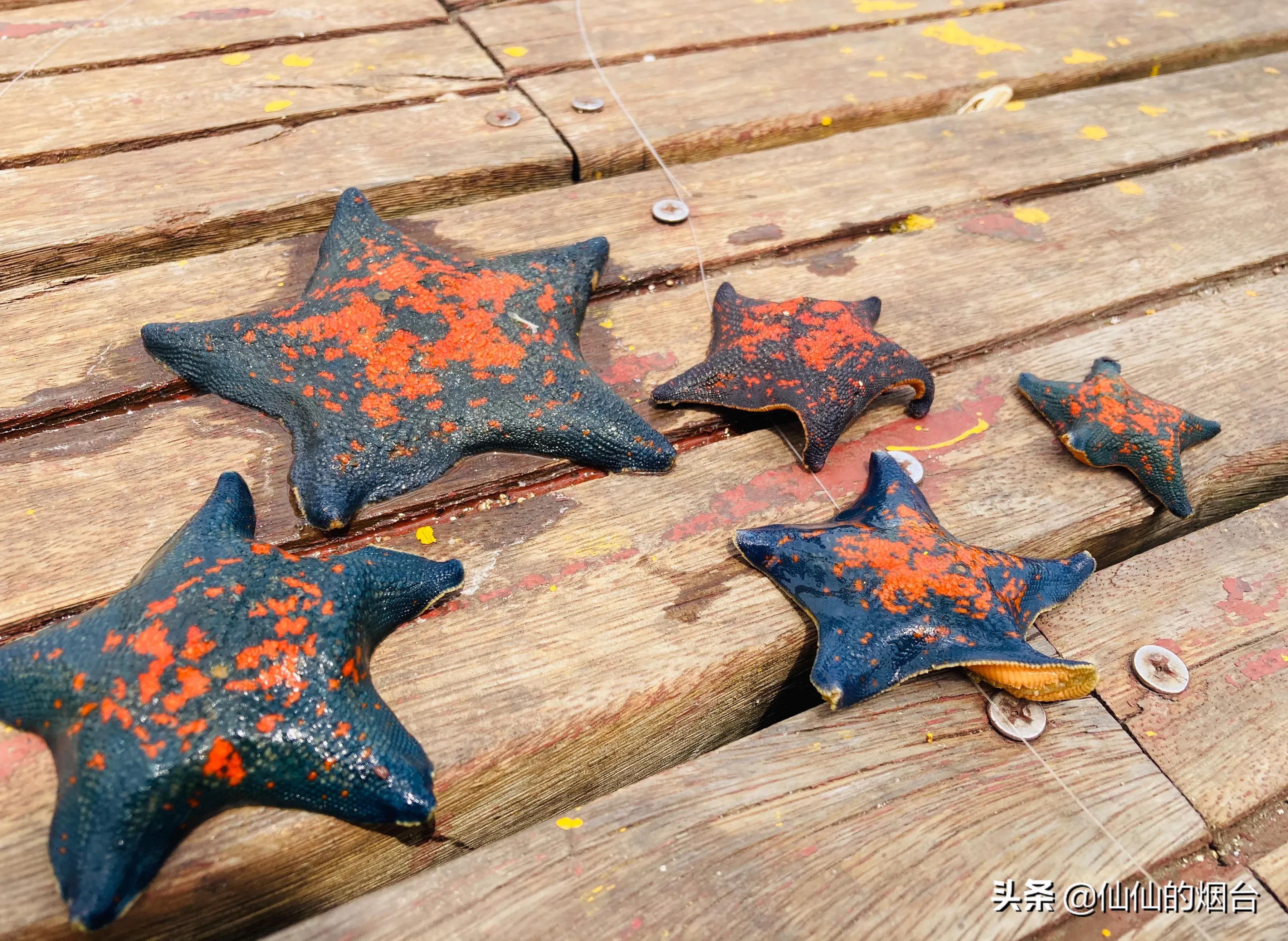 养马岛值得特意跑一趟吗,养马岛最值得看的几个地方