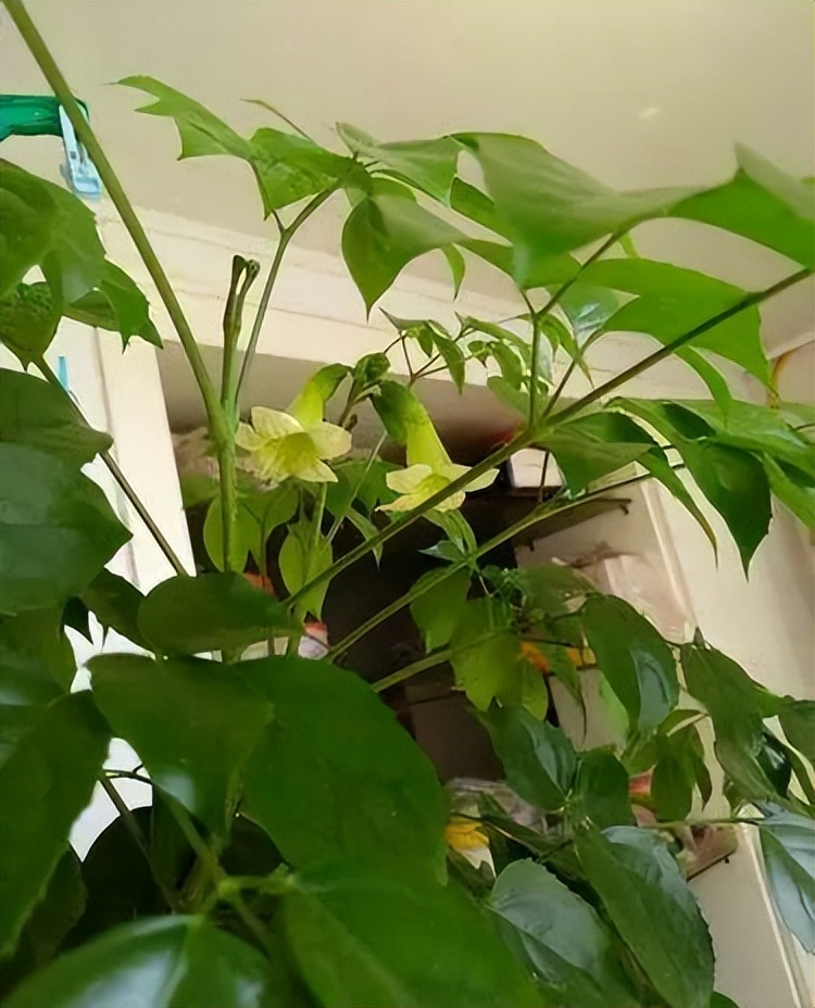 寓意吉利的花有哪些,哪一种花寓意带来好运