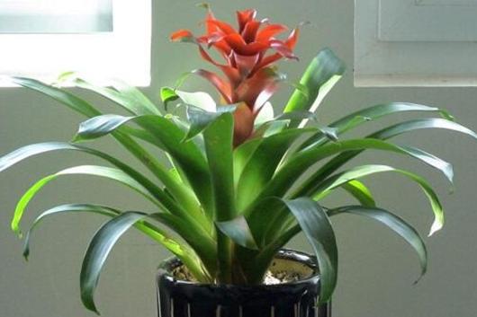 家里的鸿运当头花不红的原因找到了,这几方面入手,轻松给解决