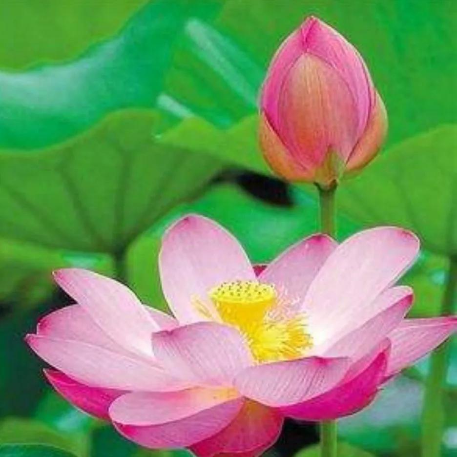 濯清涟而不妖的清的意思,濯清涟而不妖的濯字是什么意思