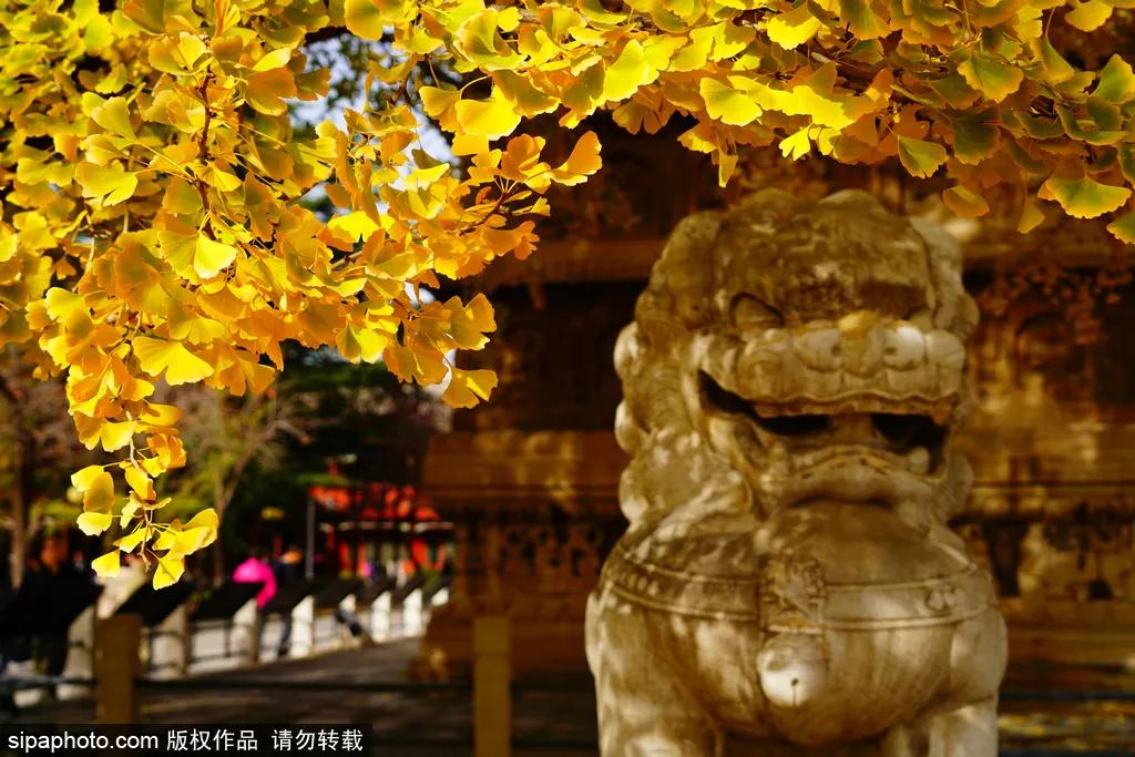 故宫御猫最火的猫,北京故宫的猫为什么叫御猫