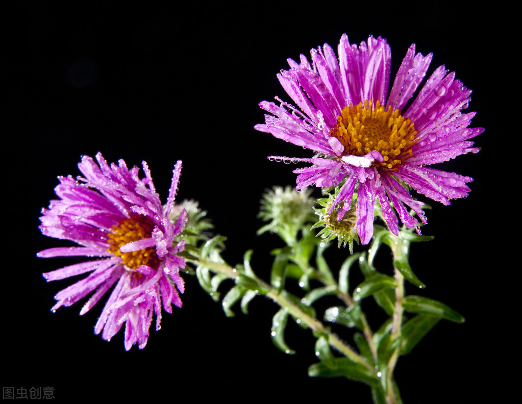 寒露时节菊花开散文,赞美秋菊的散文